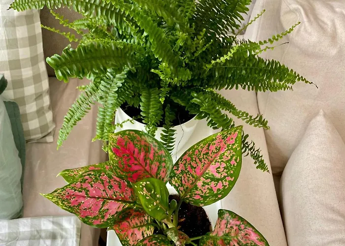 Coral Bay - Beachfront With Free Parking Varna